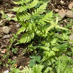 シダ植物　3株の画像