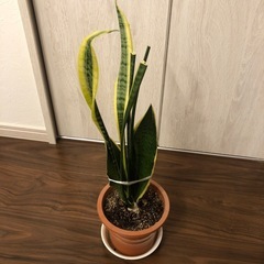 サンスベリア①の画像