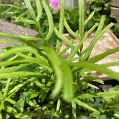 シダ植物の仲間　2株の画像