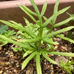 シダ植物の仲間　2株