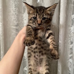 生後１ヶ月 キジ猫