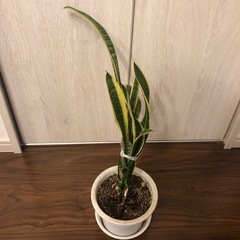 サンスベリア②