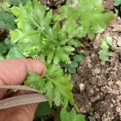 シダ植物の仲間　1株の画像