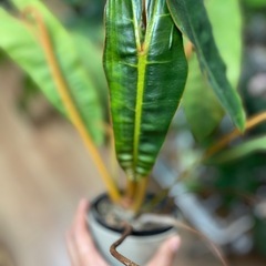 観葉植物　インテリア　フィロデンドロン　ビレッタエ　希少　現品渡しの画像