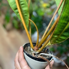 観葉植物　インテリア　フィロデンドロン　ビレッタエ　希少　現品渡しの画像