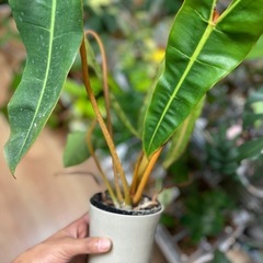 観葉植物　インテリア　フィロデンドロン　ビレッタエ　希少　現品渡しの画像