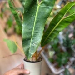 観葉植物　インテリア　フィロデンドロン　ビレッタエ　希少　現品渡しの画像