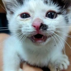 急募！！生後3週間かわいいチョビヒゲの黒白ちゃん