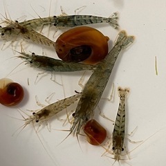 ミナミヌマエビ
