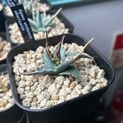 アガベ　ユタエンシス　エボリスピナの画像