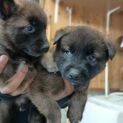 【6月6日時点】子犬4兄弟の家族募集(大村市)