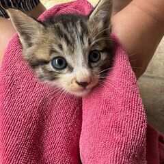 お目目くりくり愛嬌たっぷりキジ白子猫ちゃん