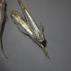 メダカ　スーパーラメ改稚魚（１㎝前後）20匹の画像
