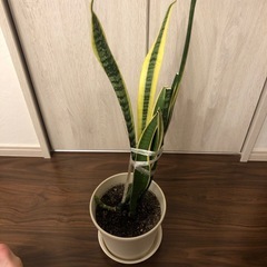 サンスベリア③の画像