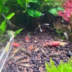 ミナミヌエビ　10匹