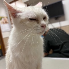 おばあちゃん白ネコちゃん