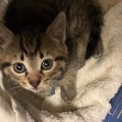 キジトラ　メスの猫ちゃん