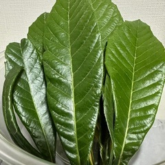 富山県魚津産 乾燥びわの葉 完全無農薬 枇杷葉 ビワの葉 びわ茶...