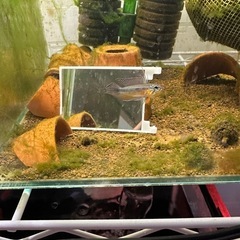 エリザベサエウアウペスWildペア！
