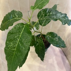 フィカス　アスペラパーセリー　観葉植物
