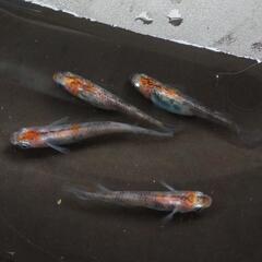 烏城三色メダカ有精卵30個+a