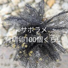 サボラメメダカ有精卵100個くらい