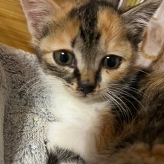 里親募集です！三毛猫ちゃん。
