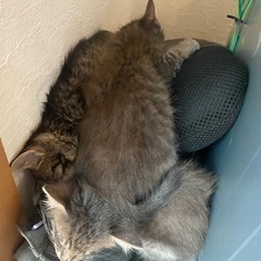 猫　3匹