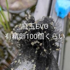 紅玉EVOメダカ。有精卵大量100個くらい
