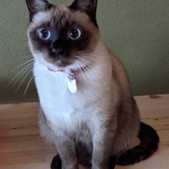 シャム猫雑種里親募集④歳