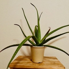 【観葉植物】アロエ