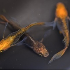 メダカ　竜章鳳姿　稚魚の画像