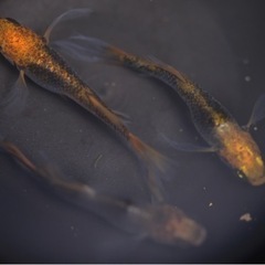 メダカ　竜章鳳姿　稚魚の画像
