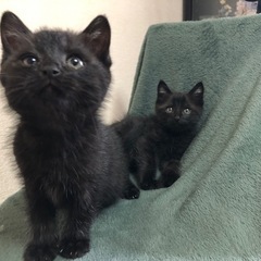 子猫　黒猫　生後1か月〜2か月