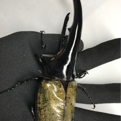 D.Hヘラクレス オス144mm単品の画像