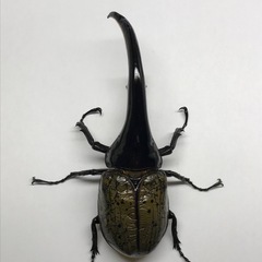 D.Hヘラクレス オス144mm単品の画像