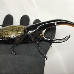 D.Hヘラクレス オス144mm単品の画像