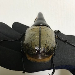 D.Hヘラクレス オス144mm単品の画像