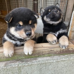 黒柴　仔犬　オス　販売