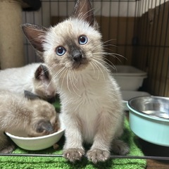 2ヶ月シャムmix姉妹①
