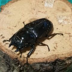 タイワンオオクワガタ（ミニ） ♂♀♀トリオの画像