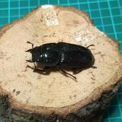 タイワンオオクワガタ（ミニ） ♂♀♀トリオの画像