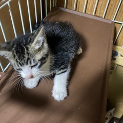 子猫の里親さん、募集しています。