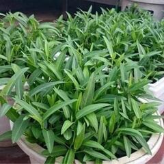 空芯菜の種22g【430粒前後】★無農薬栽培の種★
