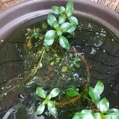 ヒメダカ
