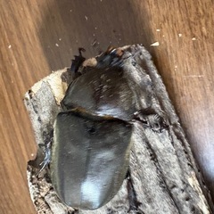 【新成虫】カブトムシ♀（52.6）
