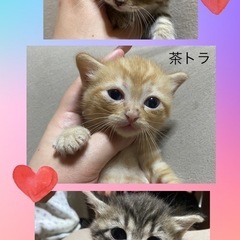 子猫3匹