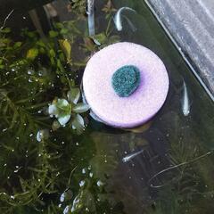幹之メダカ