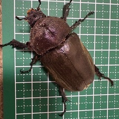【新成虫】カブトムシ♀（48.0mm）