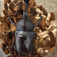 【新成虫】カブトムシ♂（75.9mm）